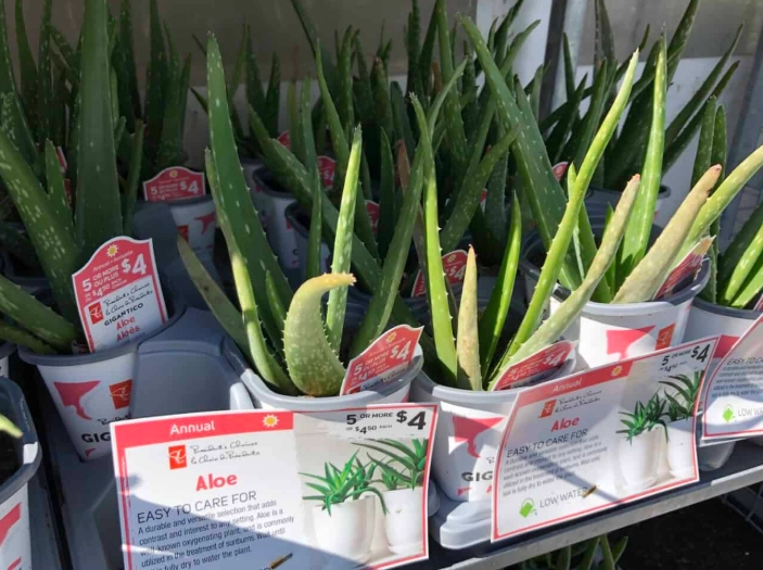 aloe vera propagation