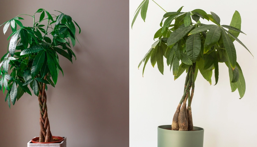 money plant repotting