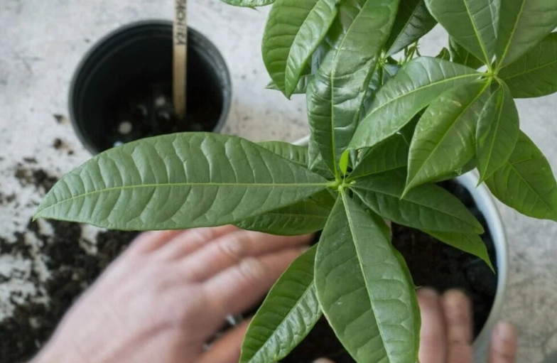 best soil for money tree