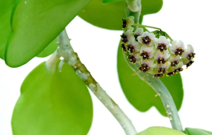 hoya kerii watering