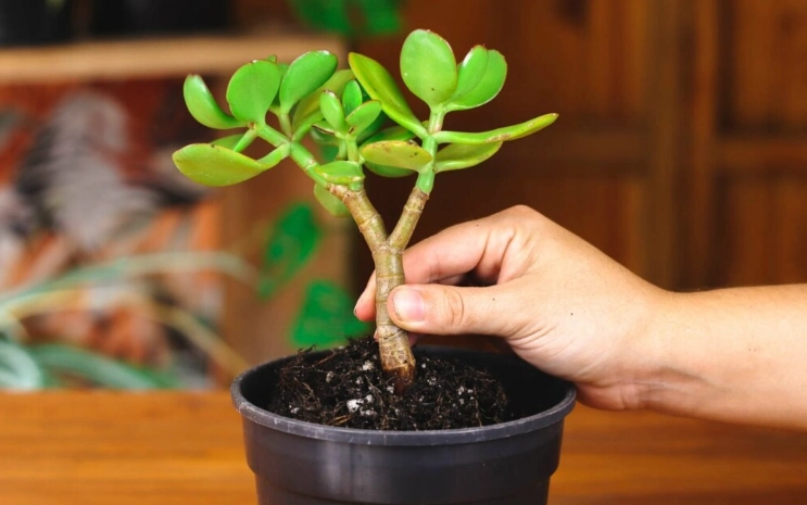 when to repot money plant