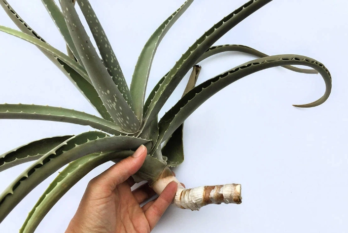 aloe vera propagation