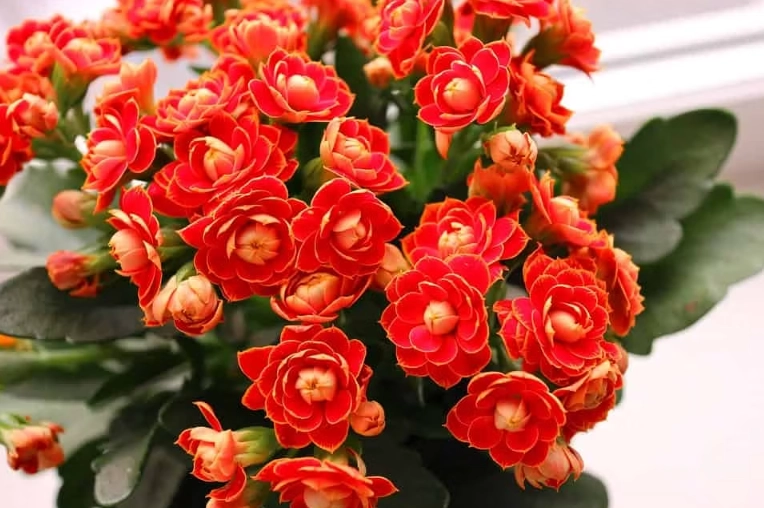 kalanchoe plant