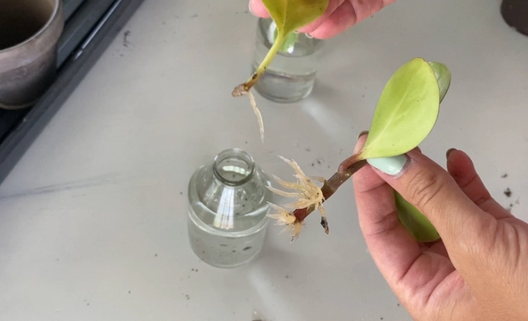 propagate peperomia in water