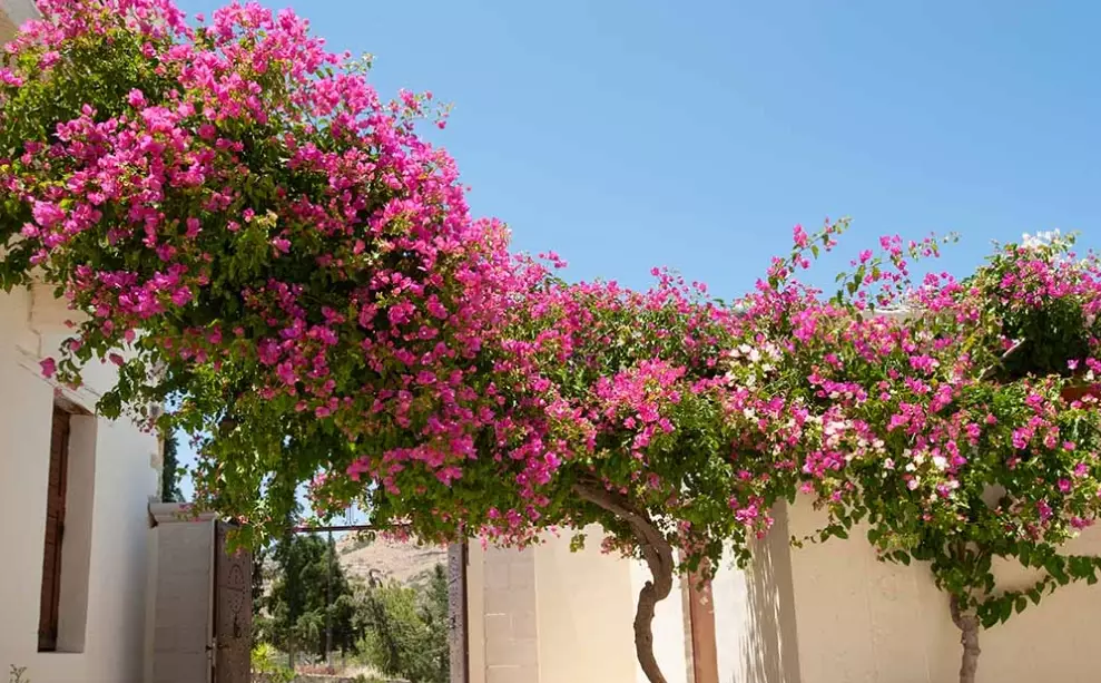 growing bougainvillea growing bougainvillea