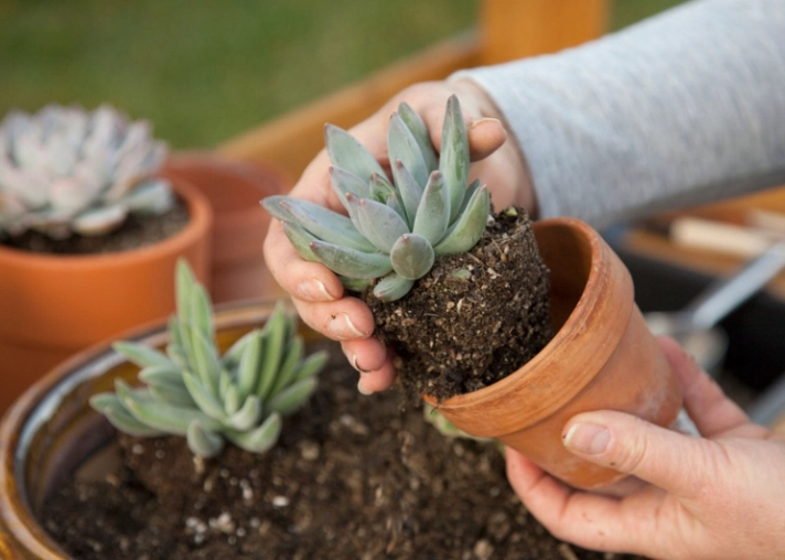 succulent planting guide