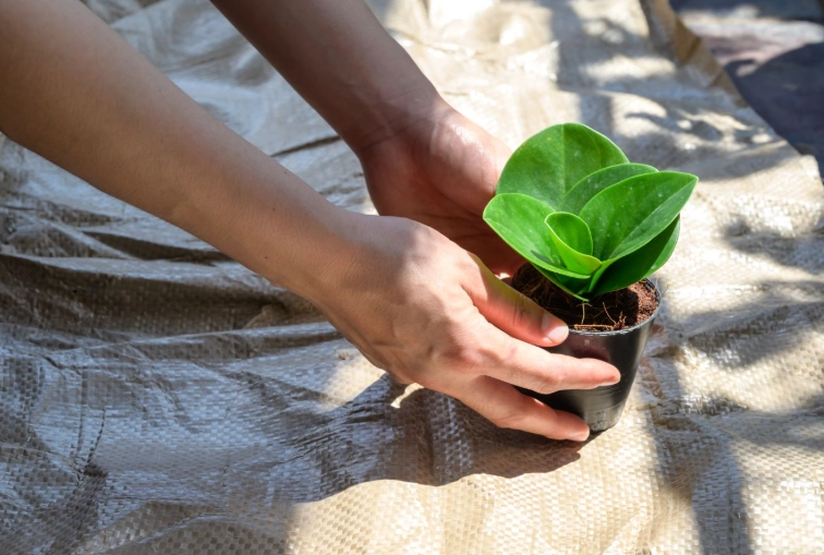 propagate peperomia in water