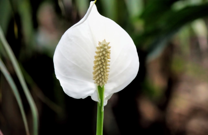 peace lily outdoor care peace lily outdoor care