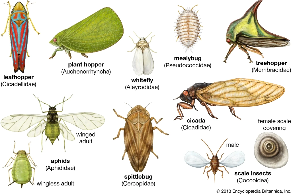 aphid infestation control