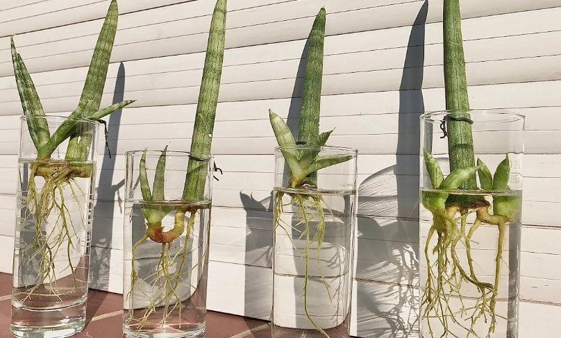snake plant propagation water snake plant propagation water