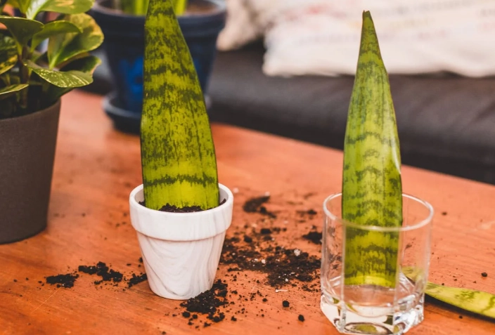 snake plant propagation water snake plant propagation water