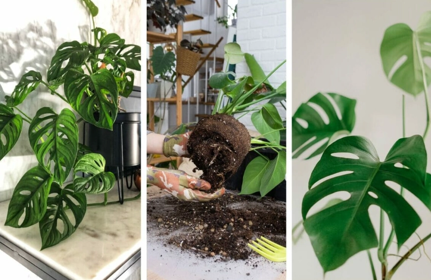 monstera potting mix monstera potting mix