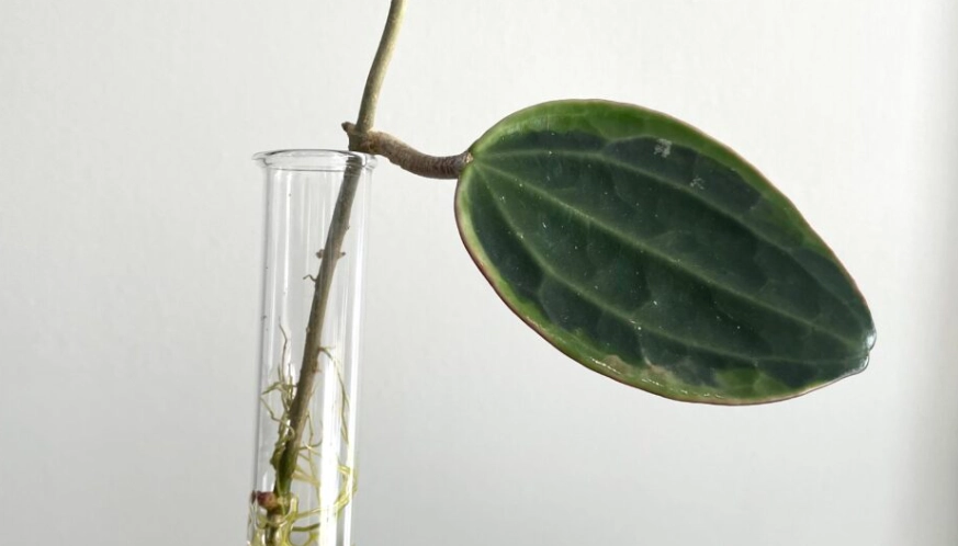 propagate hoya plant propagate hoya plant