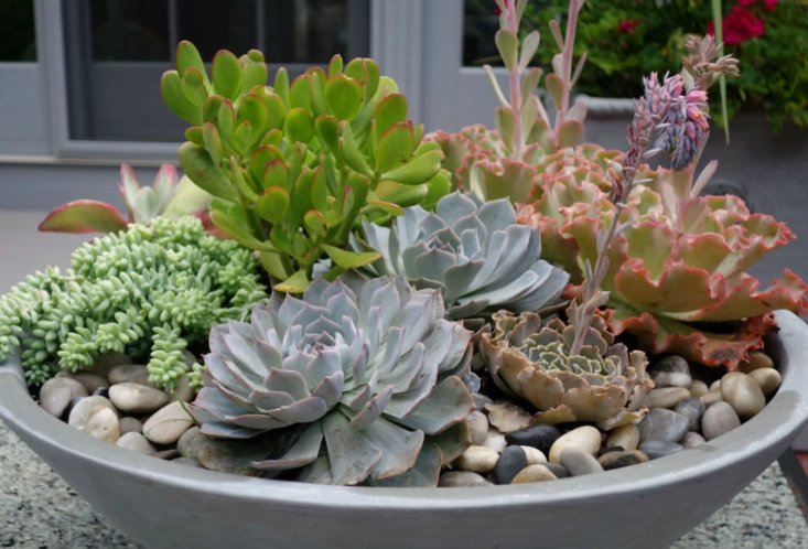 planting succulents in pots