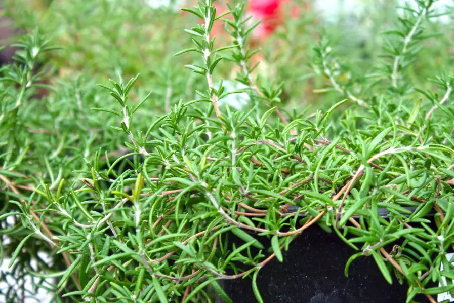 ground cover rosemary