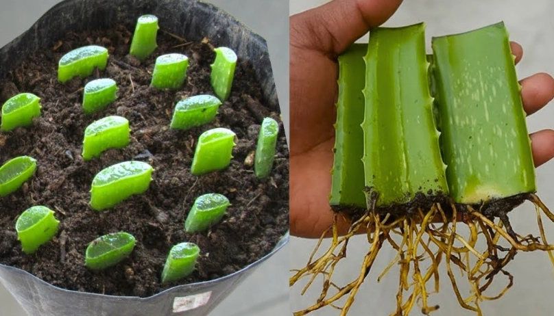 aloe vera pups