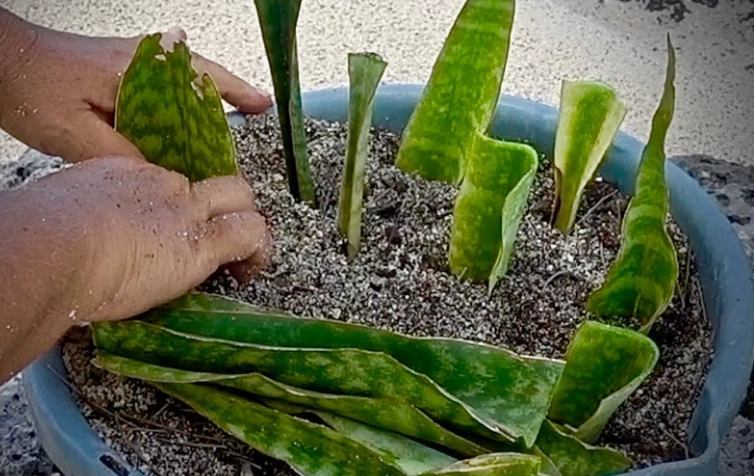 sansevieria leaf cutting sansevieria leaf cutting