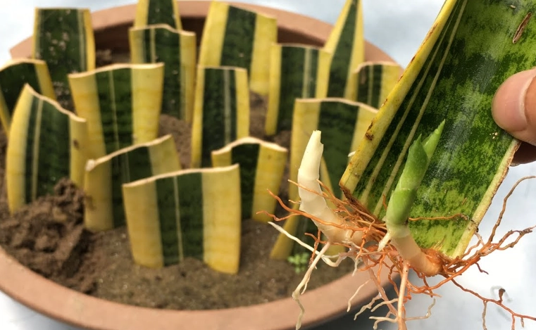 sansevieria leaf cutting sansevieria leaf cutting