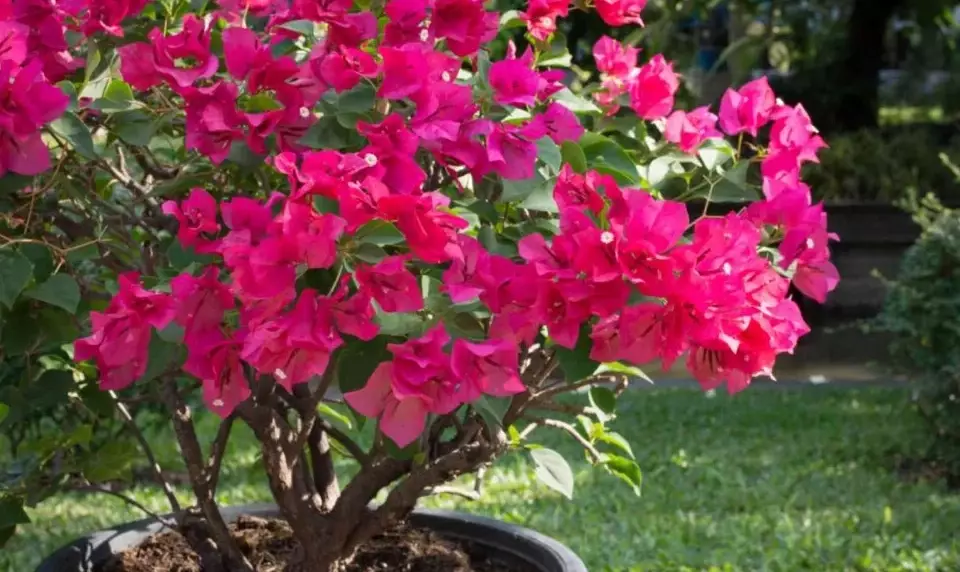 bougainvillea care bougainvillea care