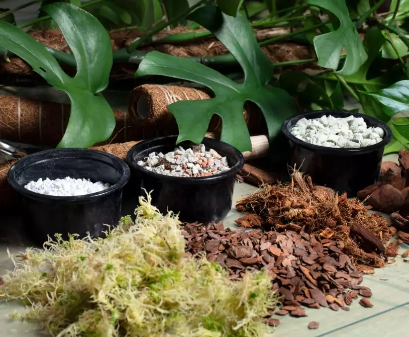 monstera potting mix monstera potting mix