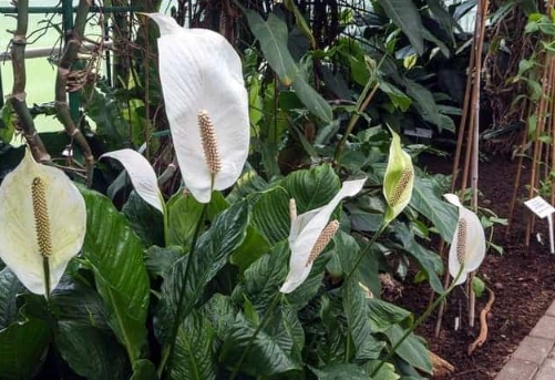 growing peace lilies outside growing peace lilies outside