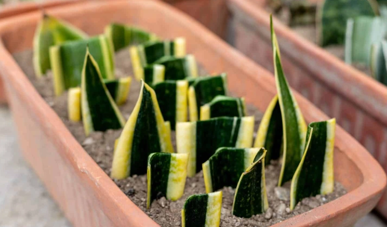 propagate snake plant propagate snake plant