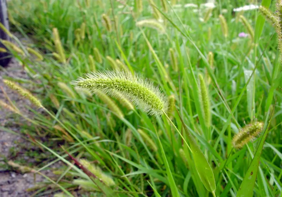 asparagus densiflorus meyersii