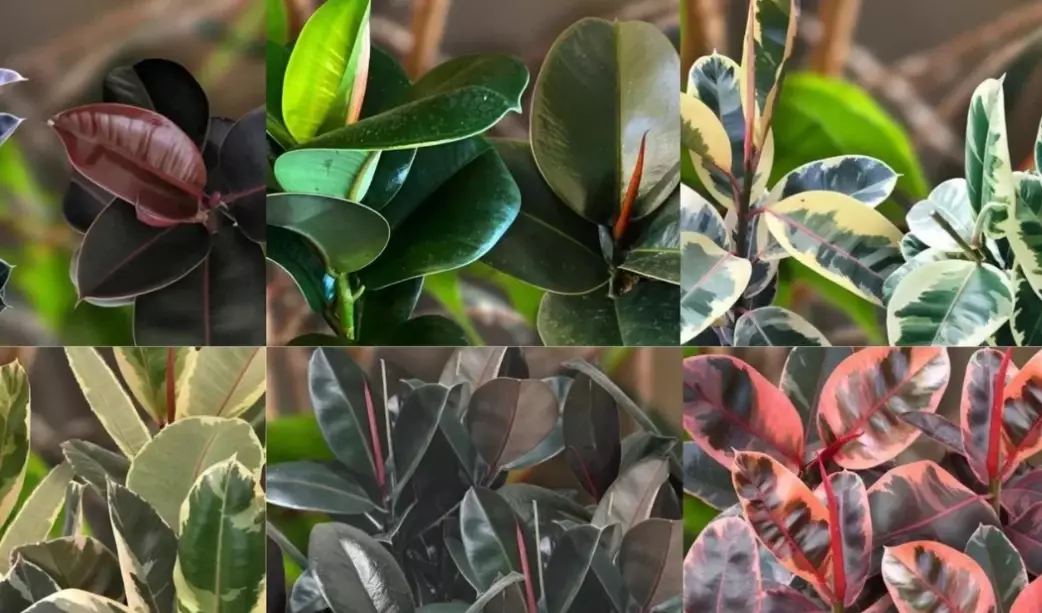 growing rubber tree indoors