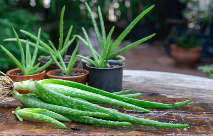 aloe plant propagation