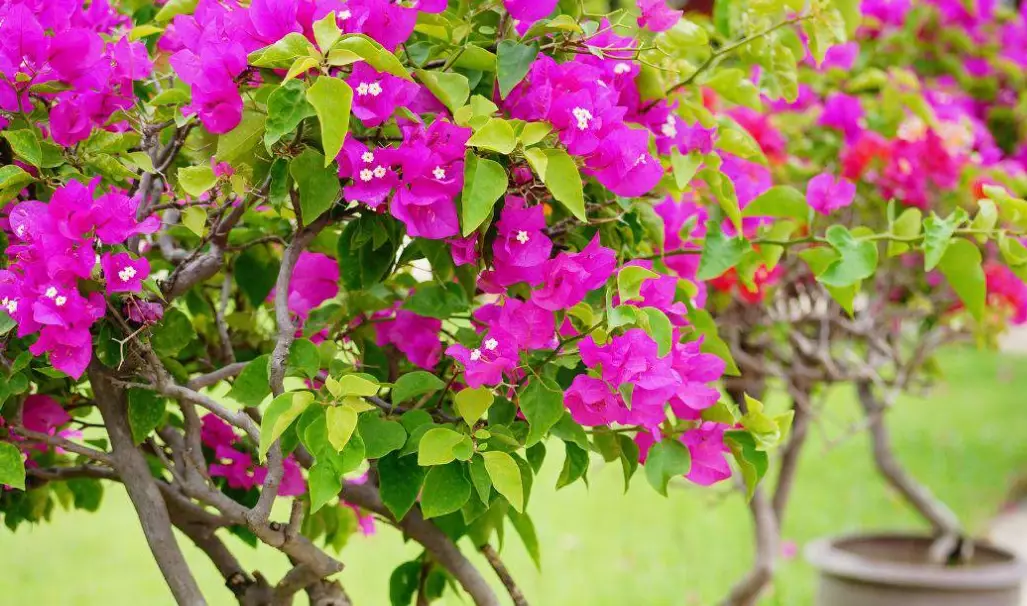 bougainvillea not blooming bougainvillea not blooming