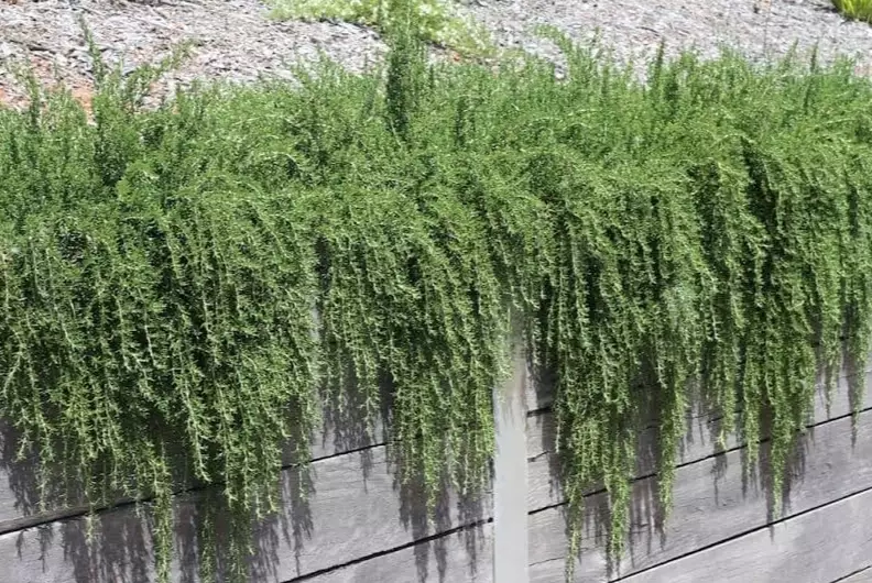 creeping rosemary creeping rosemary