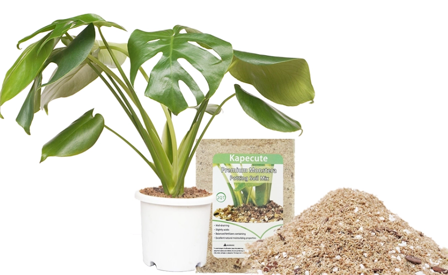 monstera soil mix recipe monstera soil mix recipe