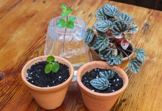 peperomia propagation peperomia propagation