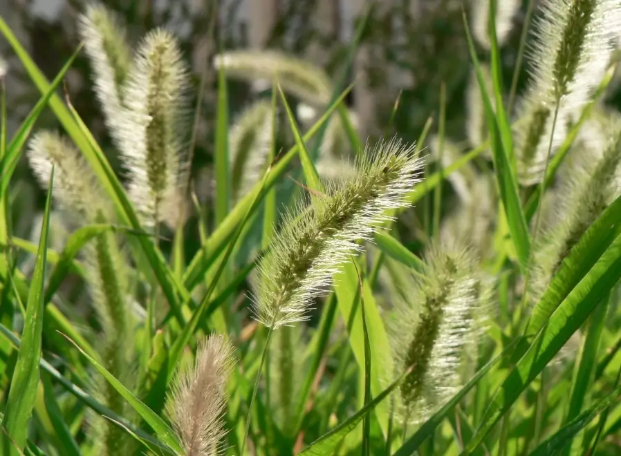 foxtail fern light requirements