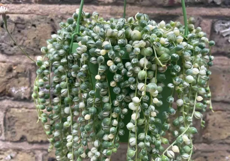 string of pearls plant
