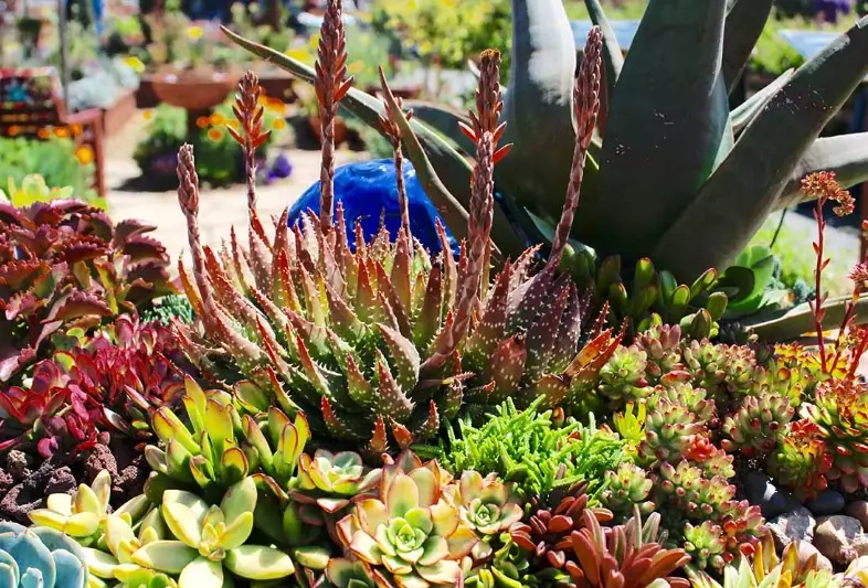 succulent planting guide