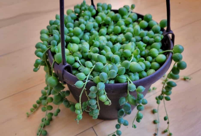 string of pearls watering