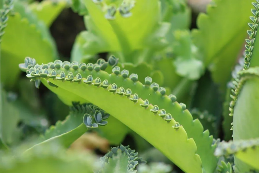 beginner houseplants