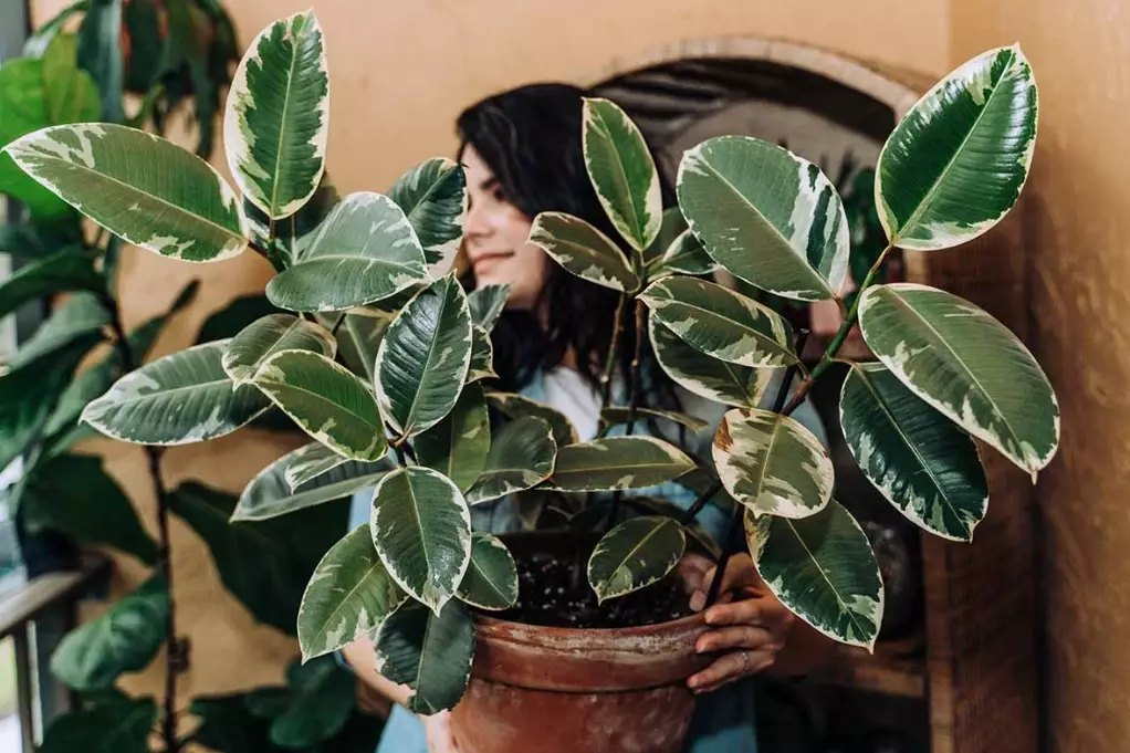 rubber plant care indoor