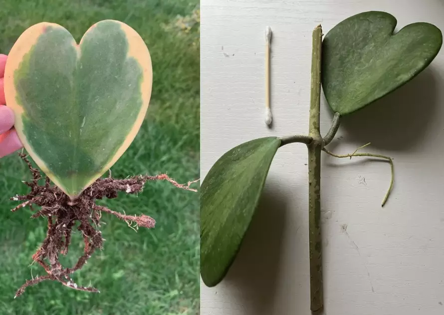 propagate hoya plant propagate hoya plant