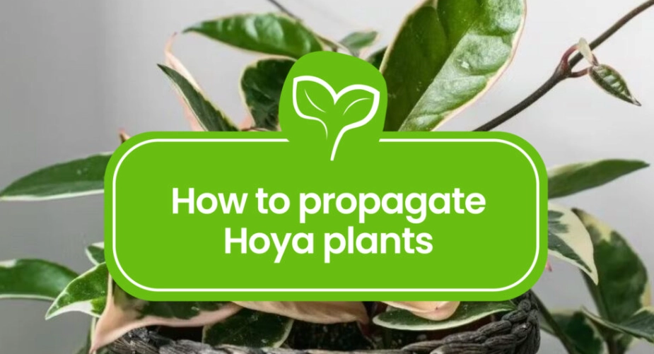 hoya plant propagation hoya plant propagation