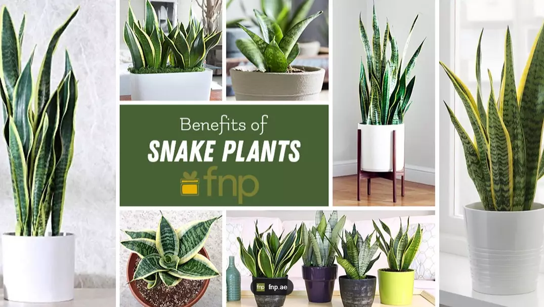 snake plant care