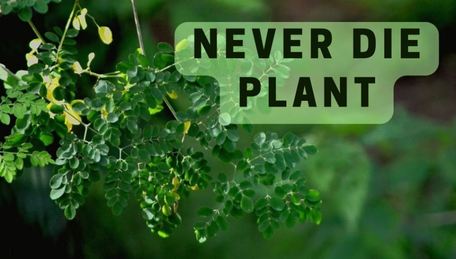 never die plant never die plant