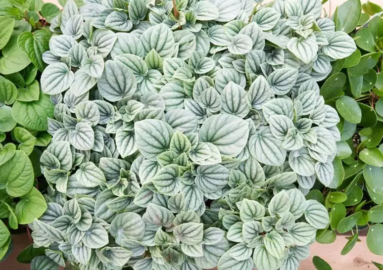 peperomia leaf propagation