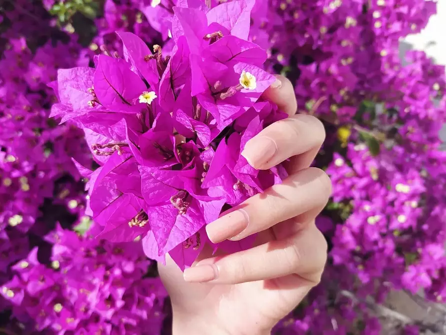 bougainvillea care