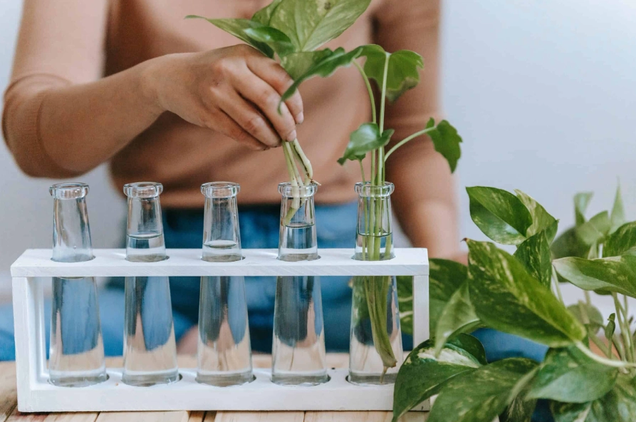 hoya propagation hoya propagation