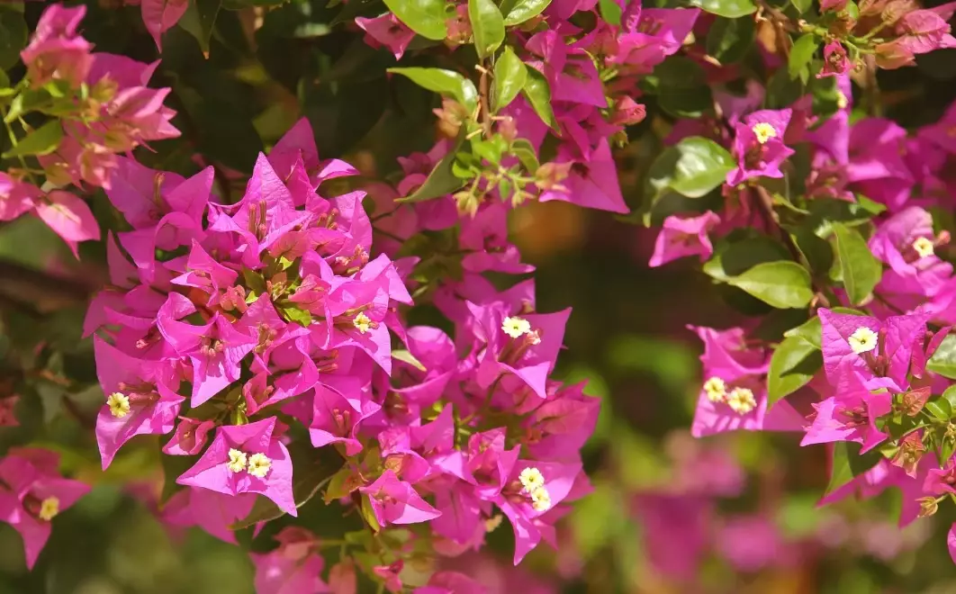 bougainvillea not blooming bougainvillea not blooming