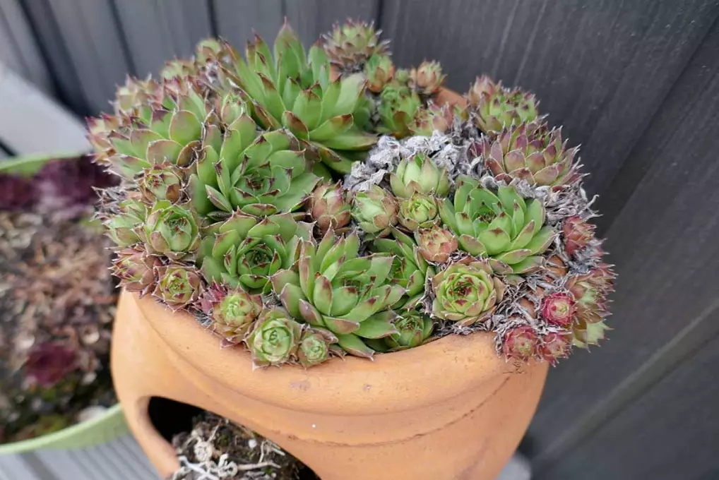 grow hens and chicks grow hens and chicks