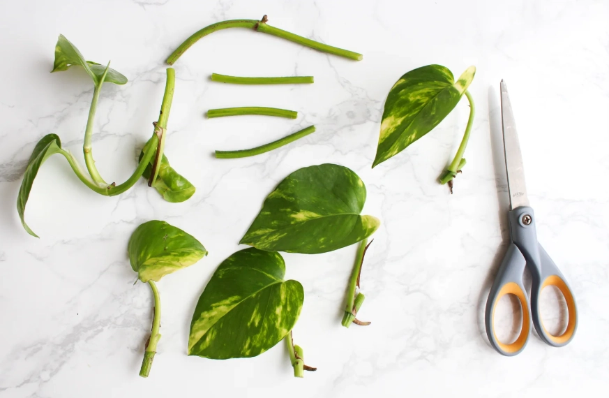 how to propagate pothos