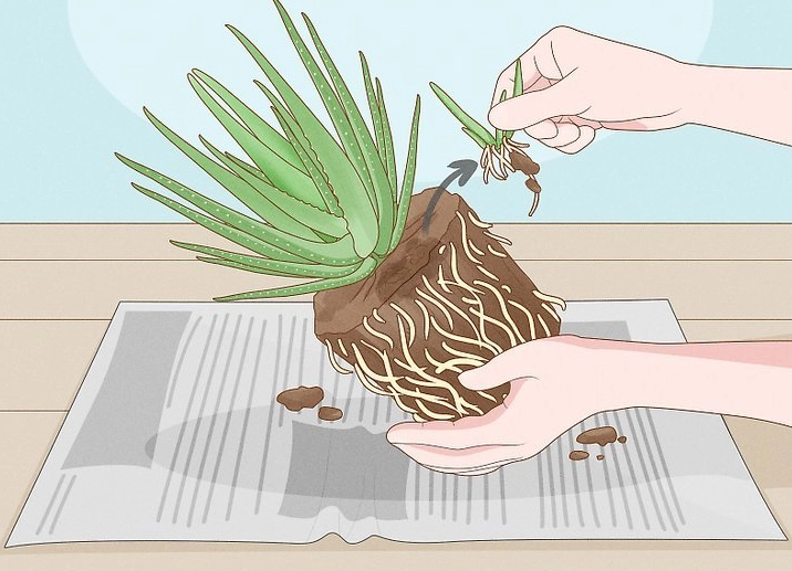 how do you transplant aloe vera plants how do you transplant aloe vera plants